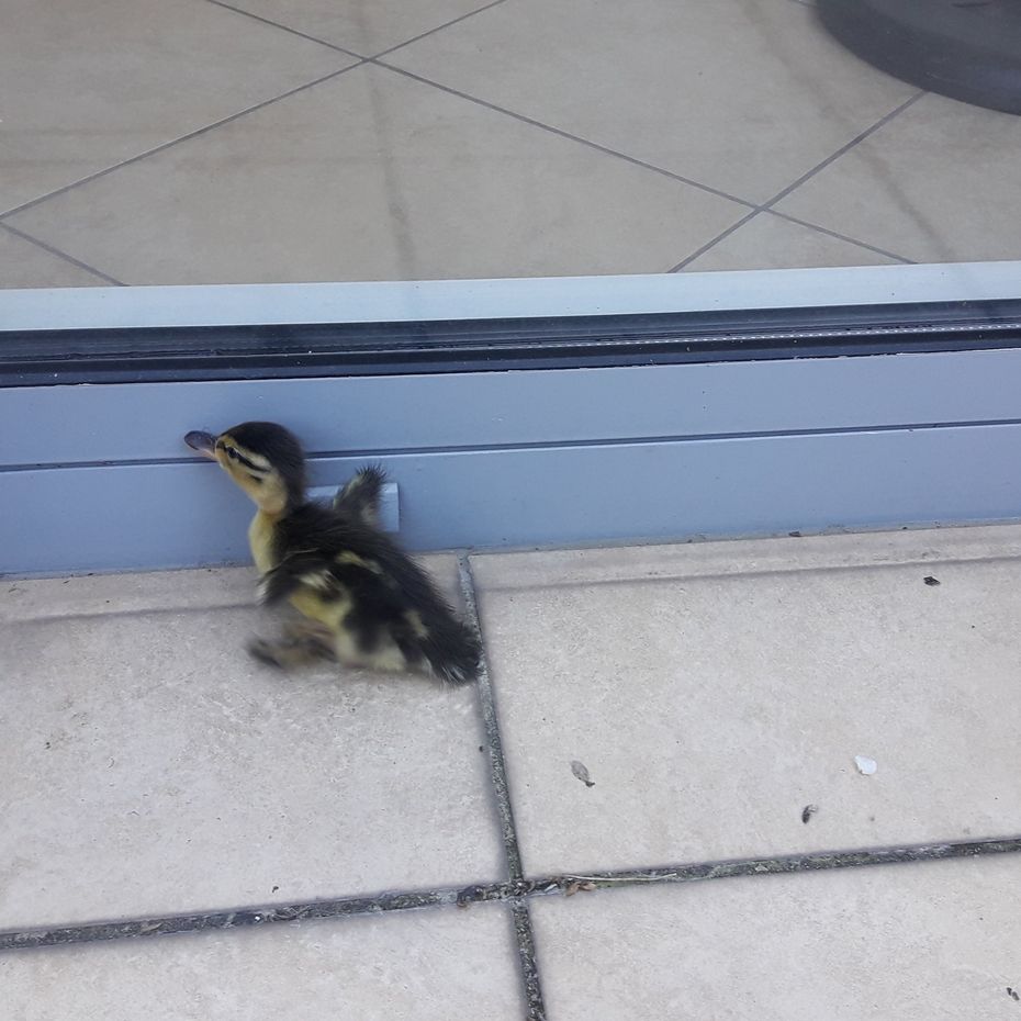 Hatchling jumping from the roof of our office 