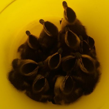 Hatchling jumping from the roof of our office 