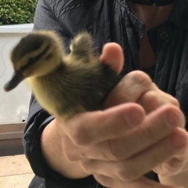 Hatchling jumping from the roof of our office 
