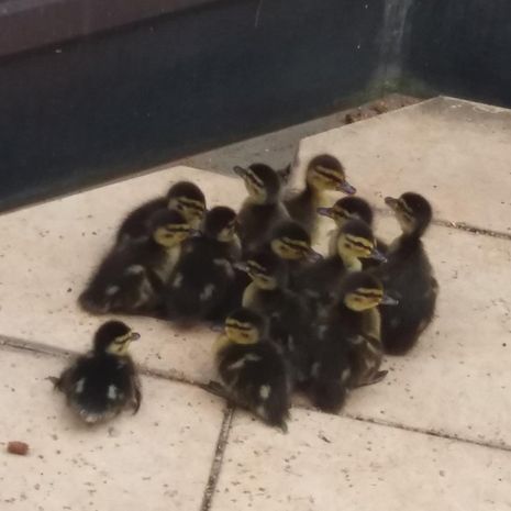 Hatchling jumping from the roof of our office 