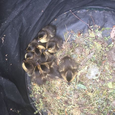 Hatchling jumping from the roof of our office 