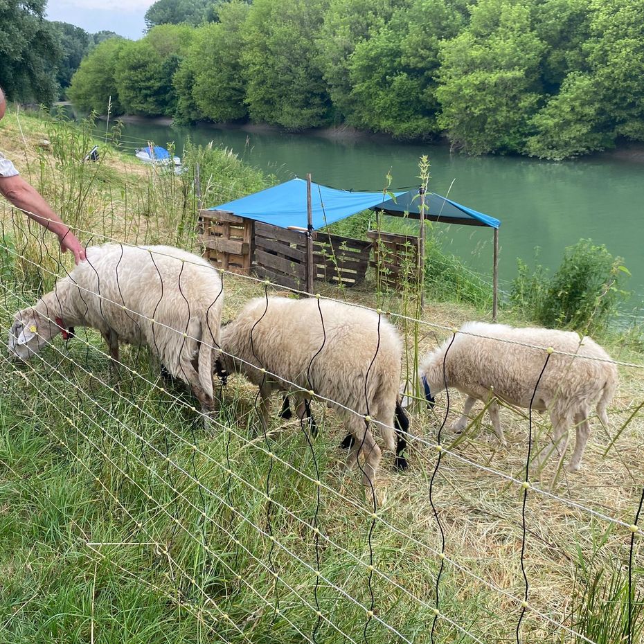 Our animals at the Danube stations
